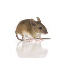 Eine Mäuseplage und ihre Folgen