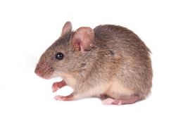 Welche Anzeichen deuten auf Mäuse hin?