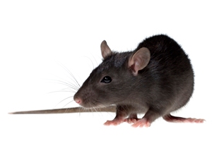 Schädlingsbekämpfung für Ratten, Mäuse und Wühlmäuse