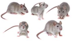 Ratten und Rattenbefall im Haus, Hof und Garten