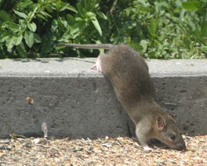 Immer mehr Ratten und Mäuse in den Gemeinden Immer mehr Ratten und Mäuse in den Gemeinden