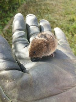 Wühlmäuse - schnelle Hilfe in Haus und Garten